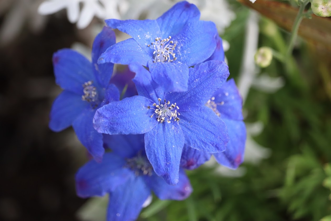 Delphiniums May 2020